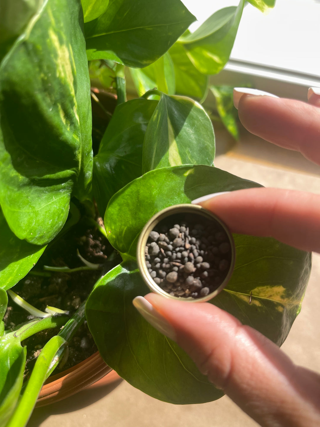 Sample Size - Plant & Garden Fertilizer