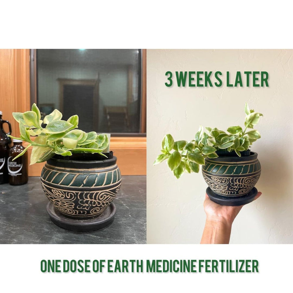 Potted plant before and after one dose of Earth Medicine, three weeks apart